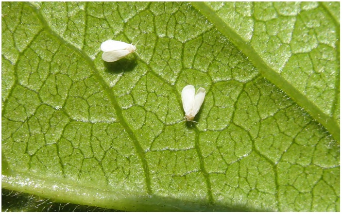 La mosca blanca en&nbsp;cítricos